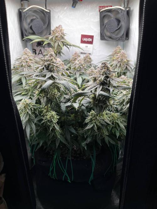 Репорт на Jam от UKHTA420. Week 12