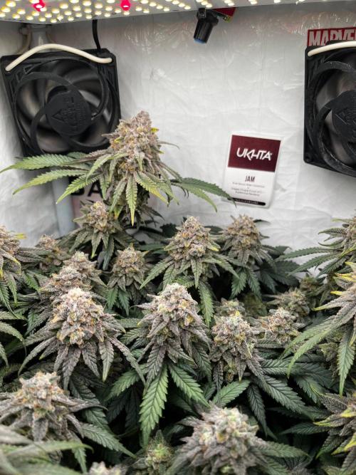 Репорт на Jam от UKHTA420. Week 12