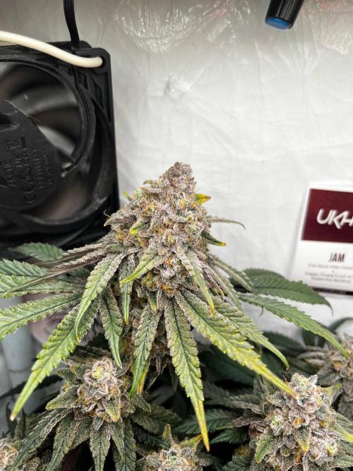 Репорт на Jam от UKHTA420. Week 12