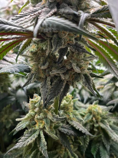 Репорт на Jam от UKHTA420. Week 12