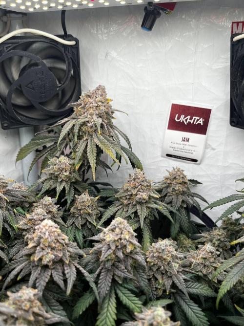 Репорт на Jam от UKHTA420. Week 13