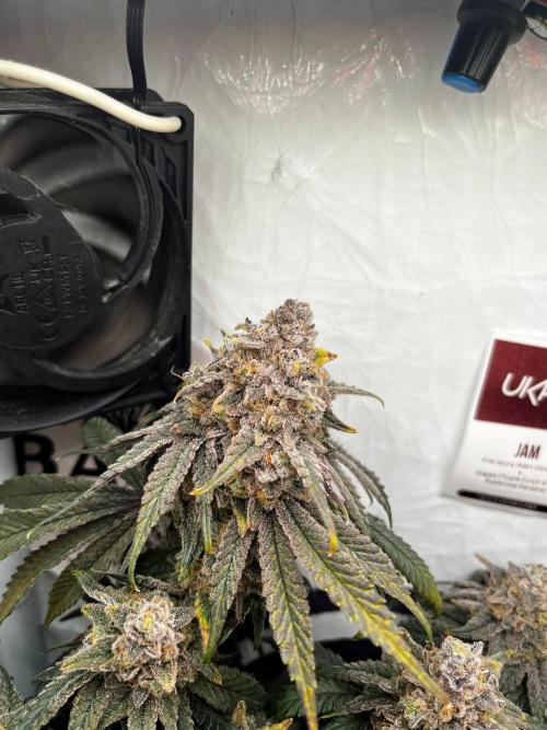 Репорт на Jam от UKHTA420. Week 13