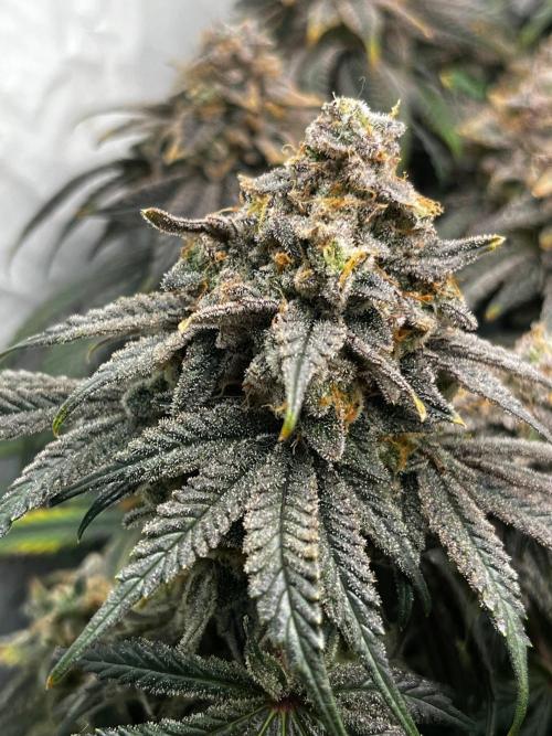 Репорт на Jam от UKHTA420. Week 13