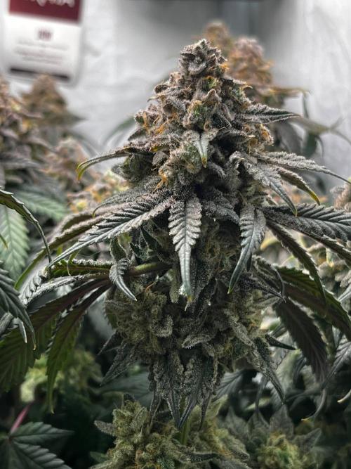 Репорт на Jam от UKHTA420. Week 13