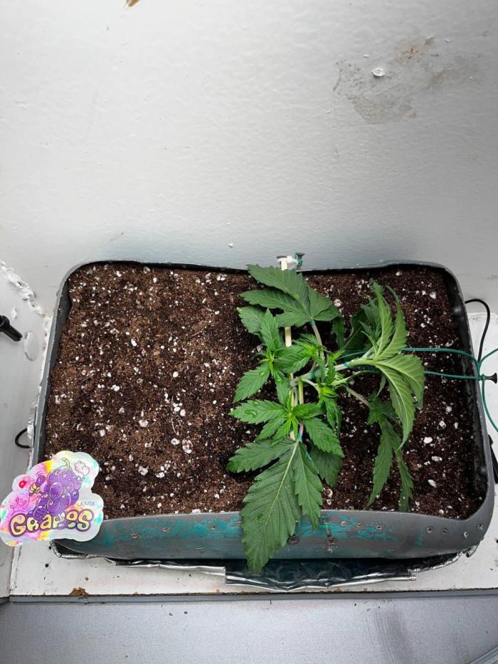 Grapes от UKHTA420. Week 2 - 16 дней от каски