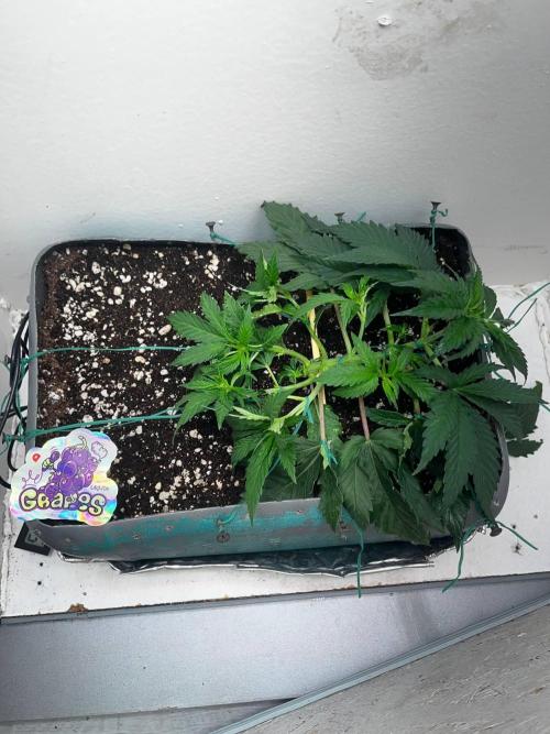 VG80 80W LED. Week 3