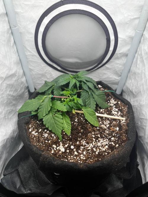 Señor Piña v.2 #8. Week 3 - 22 дня от каски