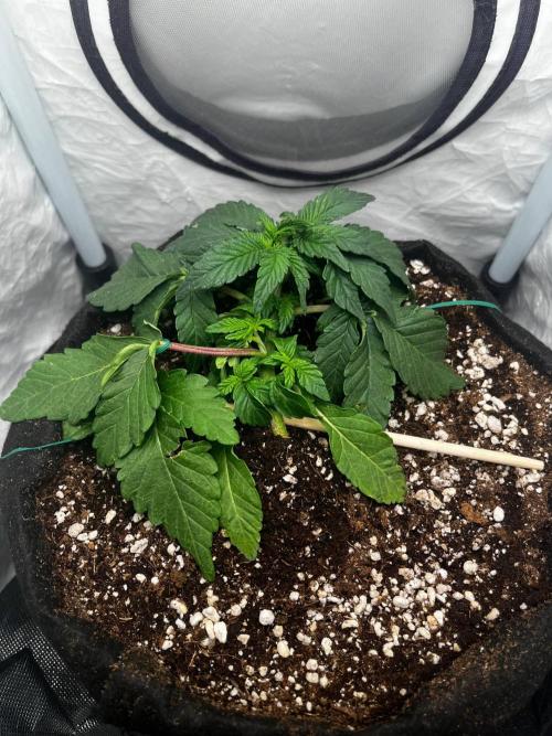 Señor Piña v.2 #8. Week 3