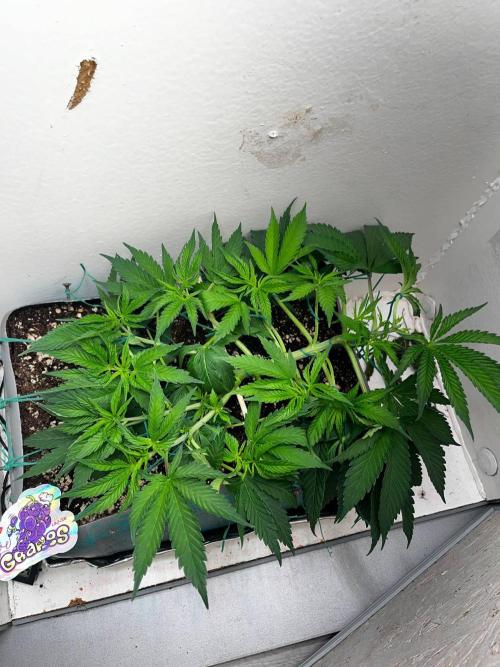 VG80 80W LED. Week 4