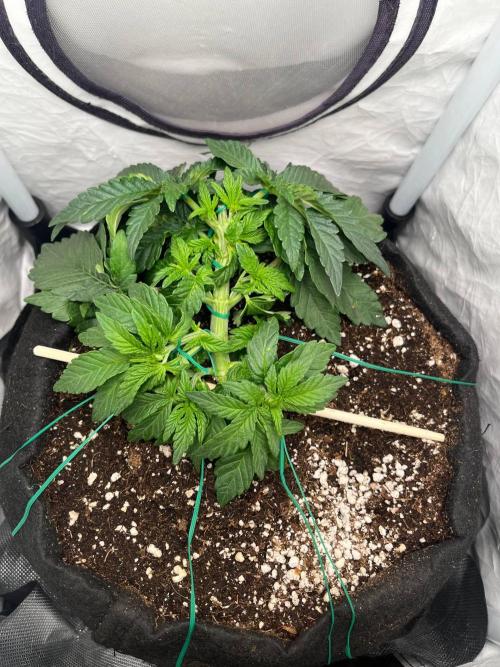Señor Piña v.2 #8. Week 4