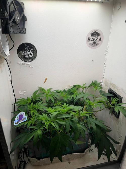 Grapes от UKHTA420. Week 5 - 38 день от каски