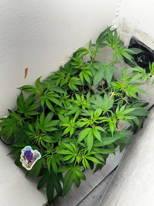 Grapes от UKHTA420. Week 5 - 2 день на 12/12