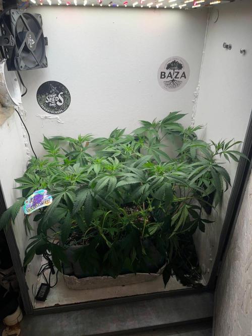 Grapes от UKHTA420. Week 6 - 45 дней от каски