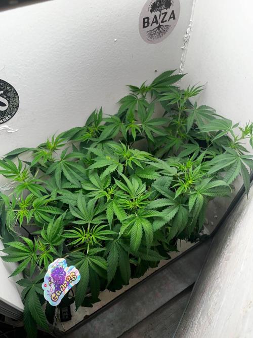 Grapes от UKHTA420. Week 6 - 9 день 12/12