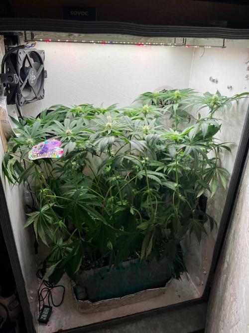 Grapes от UKHTA420. Week 7 - 52 дня от каски