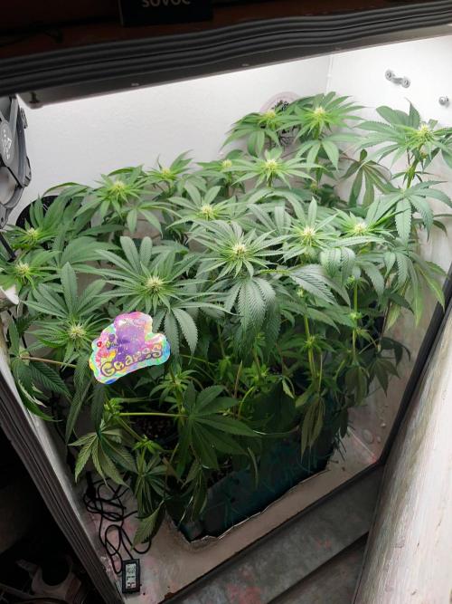 Grapes от UKHTA420. Week 7 - 17 дней на 12/12