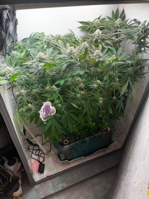 Grapes от UKHTA420. Week 8 - 68 дней от каски
