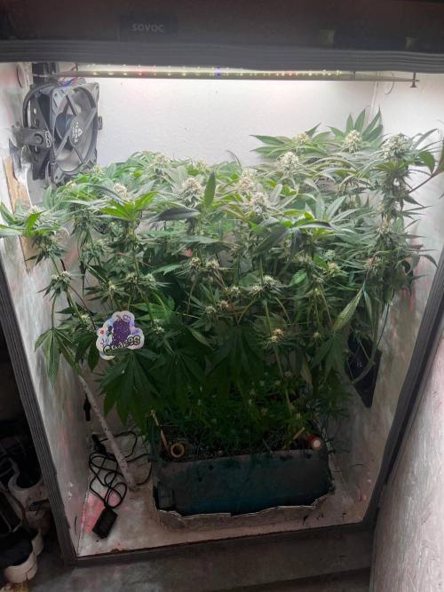 Grapes от UKHTA420. Week 8 - 32 как на 12/12