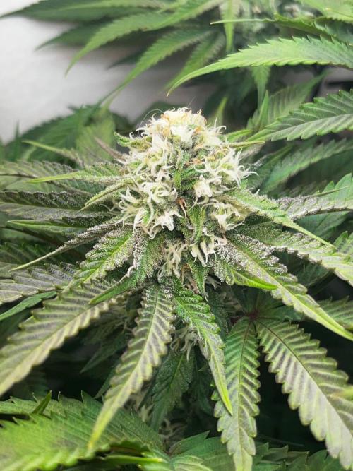 Grapes от UKHTA420. Week 8