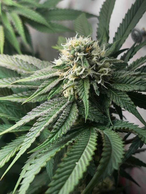 Grapes от UKHTA420. Week 8