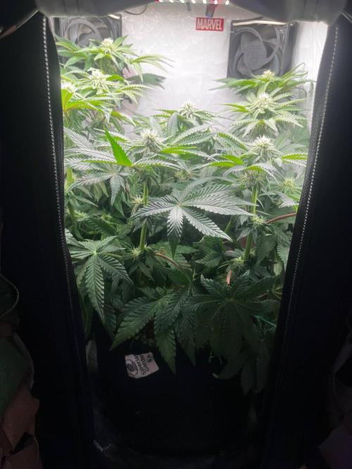 Señor Piña v.2 #8. Week 8 - 22 день  на 12/12