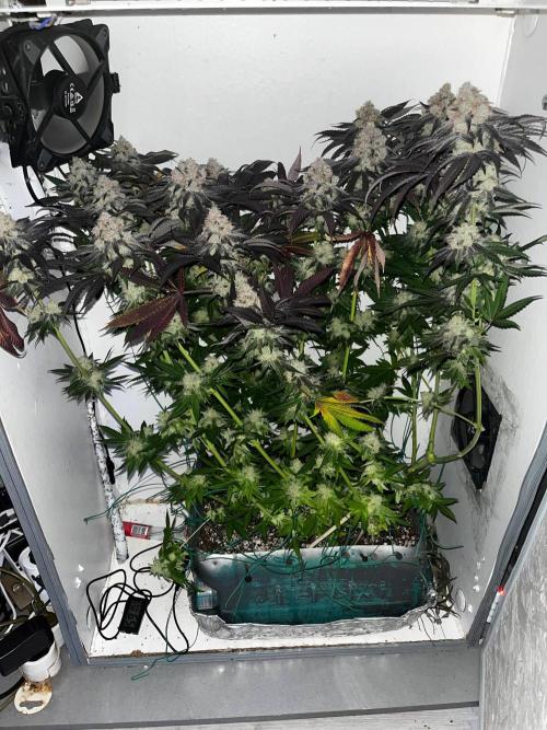 Grapes от UKHTA420. Week 10