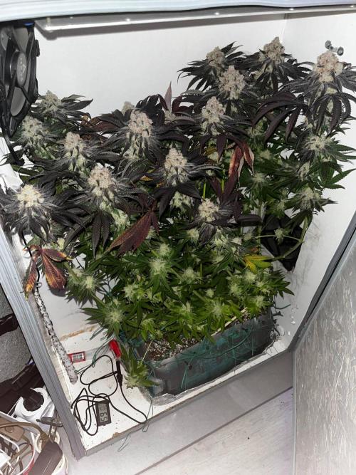 Grapes от UKHTA420. Week 10