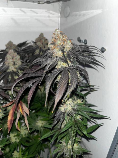 Grapes от UKHTA420. Week 10