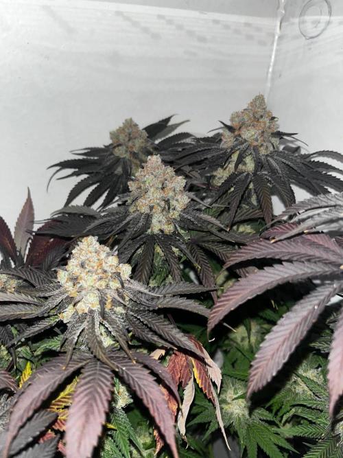 Grapes от UKHTA420. Week 10