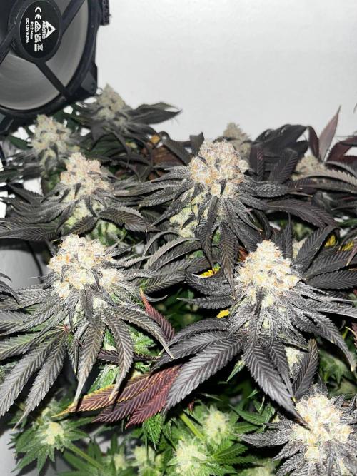 VG80 80W LED. Week 10