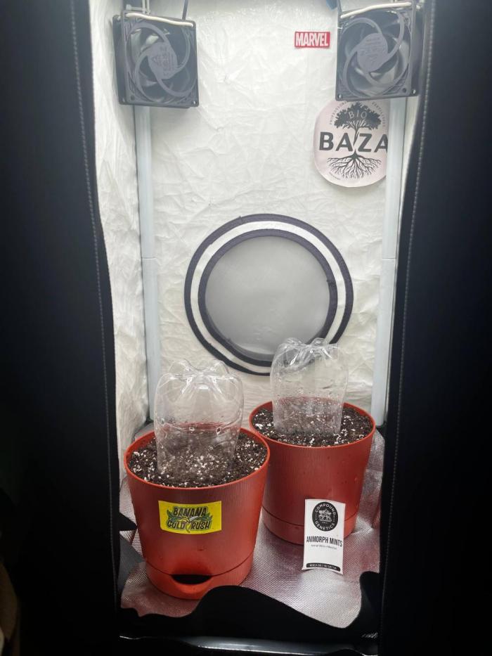Banana Gold Rush. Week 1