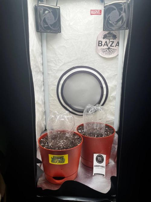 Banana Gold Rush. Week 1