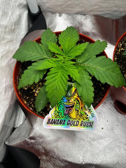 Banana Gold Rush. Week 2