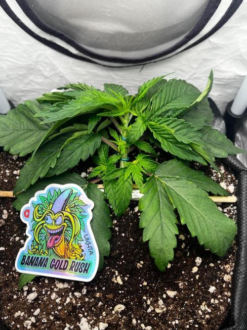 Banana Gold Rush. Week 3