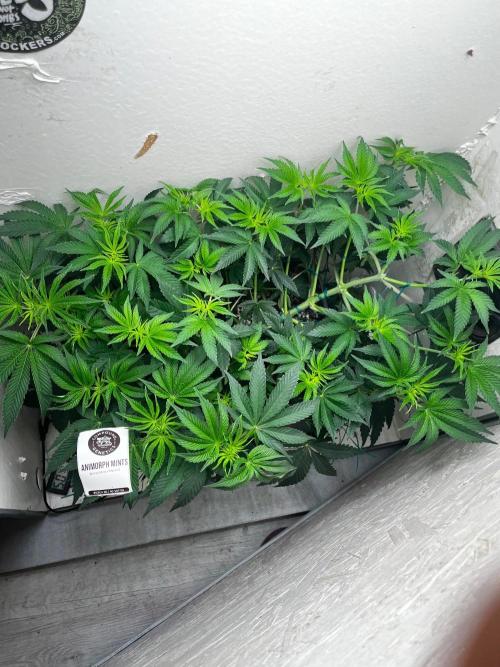 Animorph Mints. Week 6 - 42 дня от каски