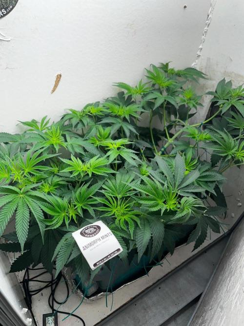 Animorph Mints. Week 6