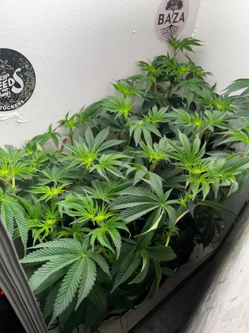 Animorph Mints. Week 7