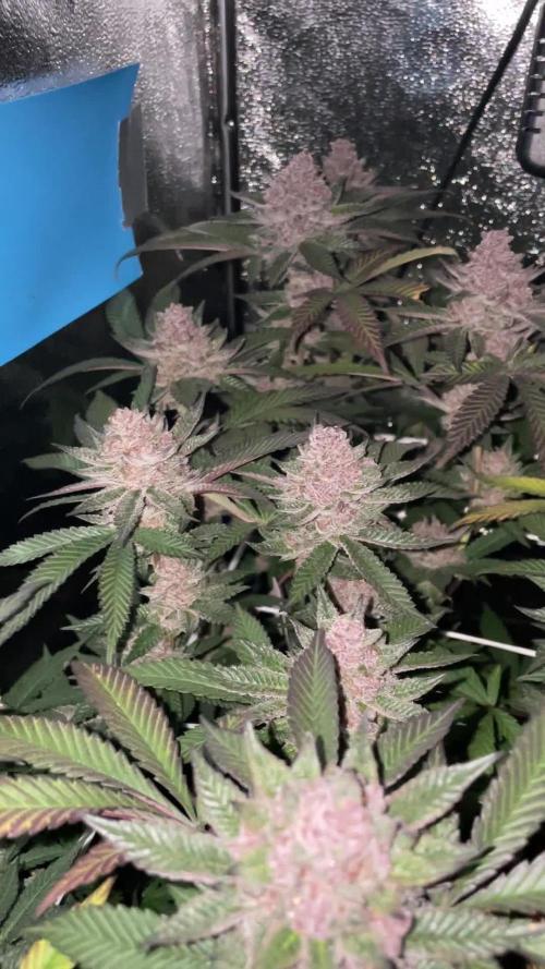 Super Buff Cherry 26 🍒💜