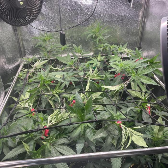 Motorbreath & Sour OG 🚚⛽️🍋🌲. Week 6