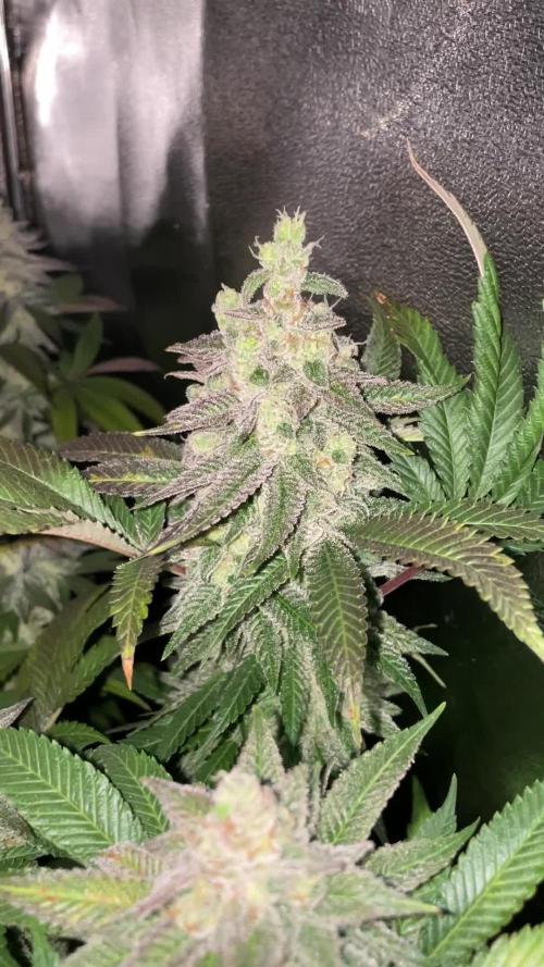 Motorbreath & Sour OG 🚚⛽️🍋🌲