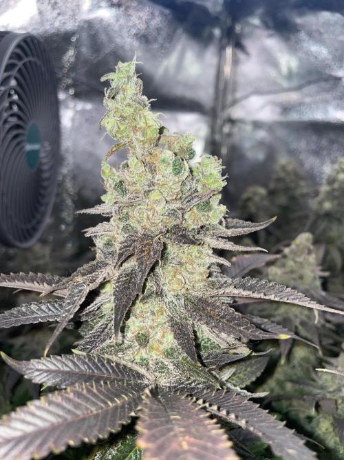 Motorbreath & Sour OG 🚚⛽️🍋🌲. Week 15 - Sour OG