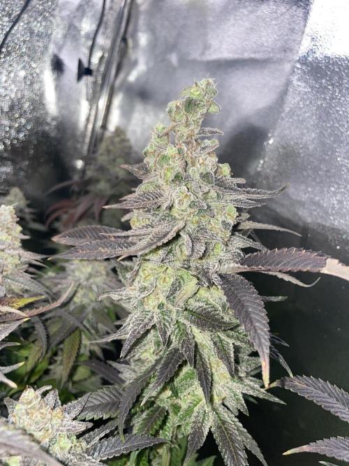 Motorbreath & Sour OG 🚚⛽️🍋🌲. Week 15 - Sour OG