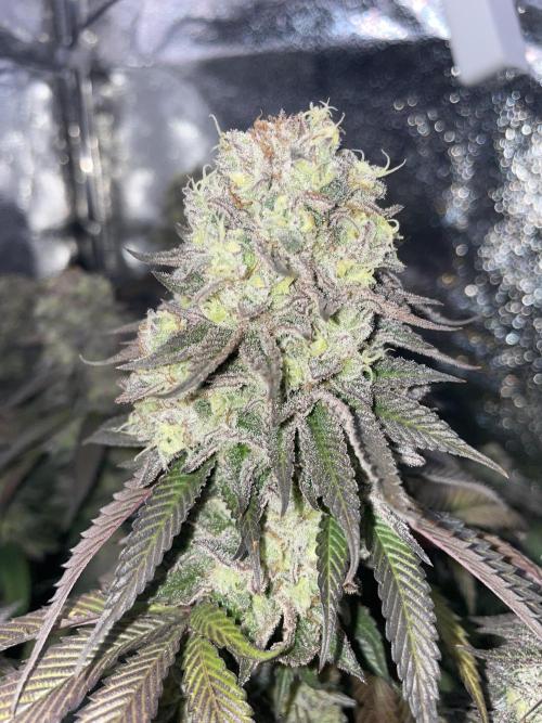 Motorbreath & Sour OG 🚚⛽️🍋🌲. Week 15 - Motorbreath    