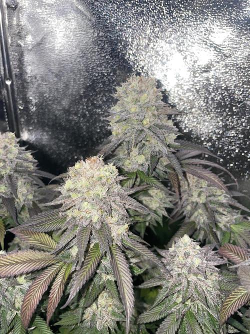 Motorbreath & Sour OG 🚚⛽️🍋🌲. Week 15 - Motorbreath 