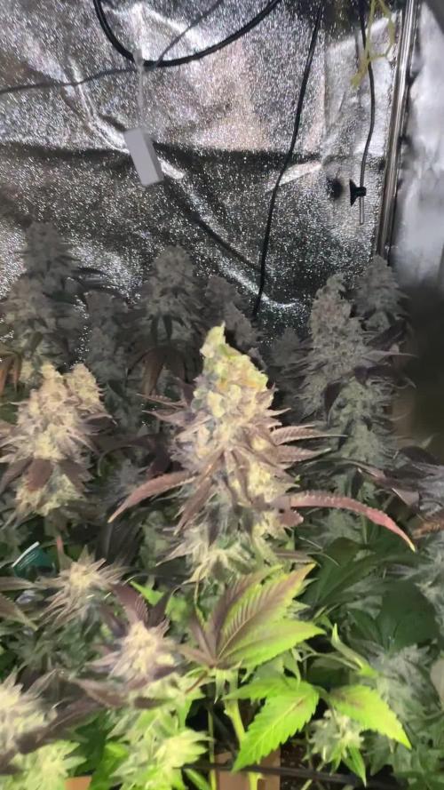 Motorbreath & Sour OG 🚚⛽️🍋🌲