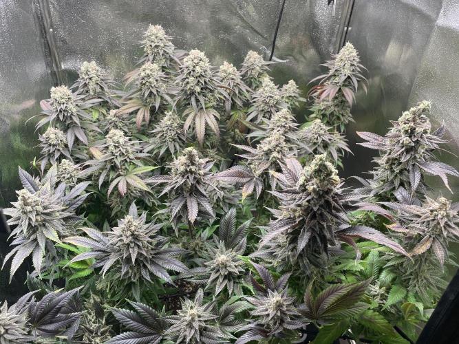 Motorbreath & Sour OG 🚚⛽️🍋🌲. Week 15 - 🌲🌲 forest