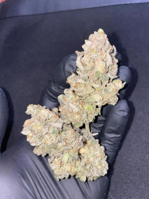 Motorbreath & Sour OG 🚚⛽️🍋🌲. Week 16