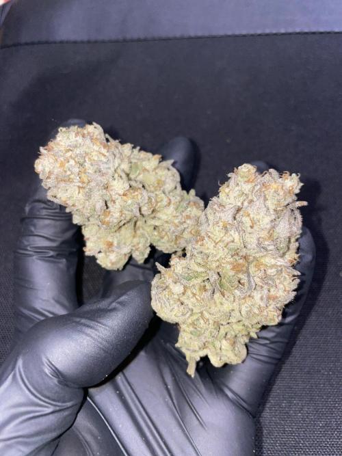 Motorbreath & Sour OG 🚚⛽️🍋🌲. Week 16