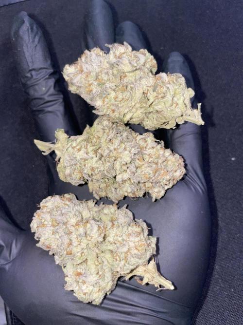 Motorbreath & Sour OG 🚚⛽️🍋🌲. Week 16