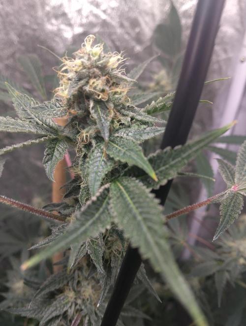 Vanilla Cheesecake+ sour D. Week 13 - Cheesecake 17/11